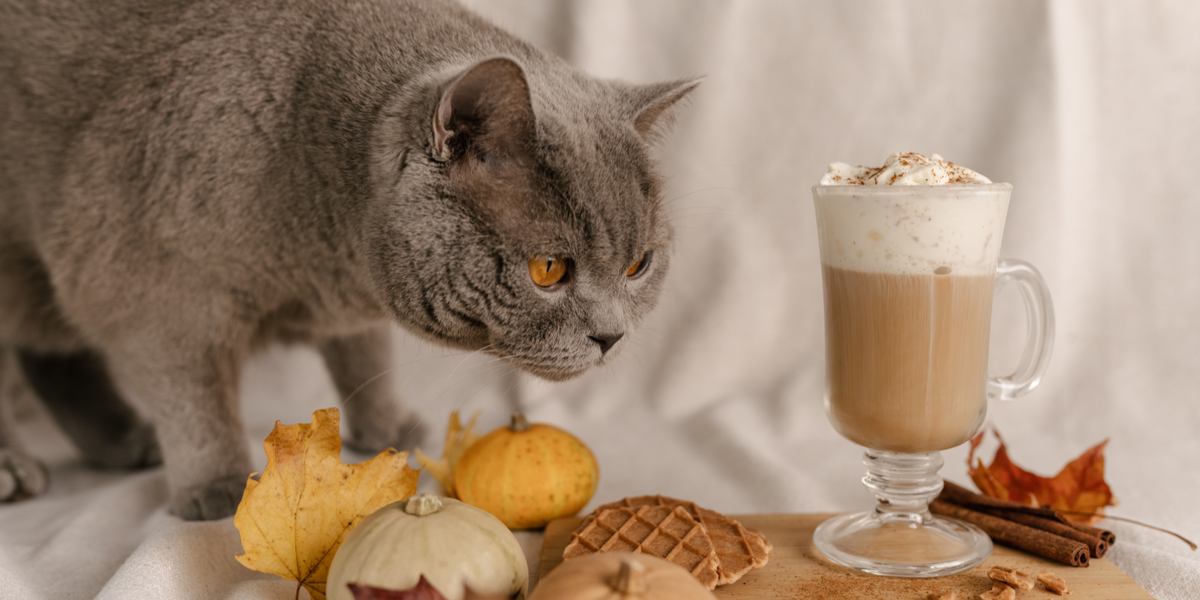 Un gato cerca de un recipiente con canela, con la pregunta de si los gatos pueden comer canela.