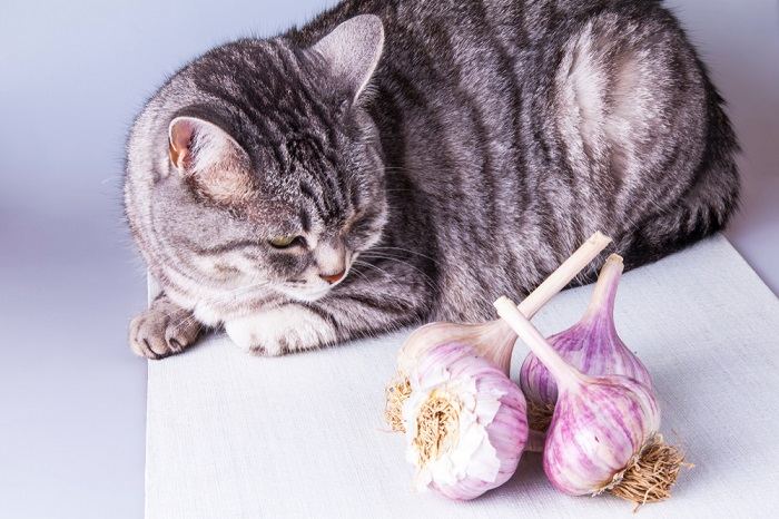 Imagen de un gato sentado cerca de bulbos de ajo.