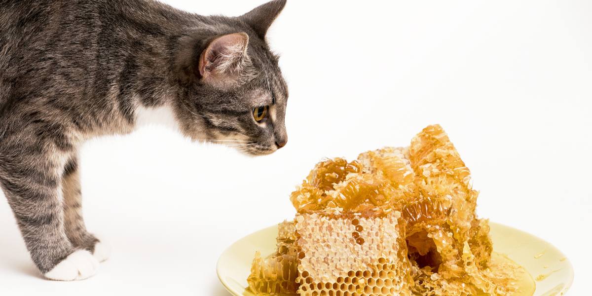 Un gato huele con curiosidad un plato de miel, mostrando su naturaleza inquisitiva y su exploración de olores.