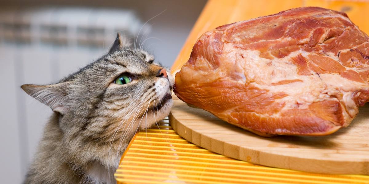 Representación visual que aborda la pregunta: '¿Pueden los gatos comer cerdo?