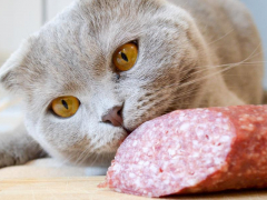 Questioning the possibility of cats eating salami, an image highlighting a common query about feline diets.