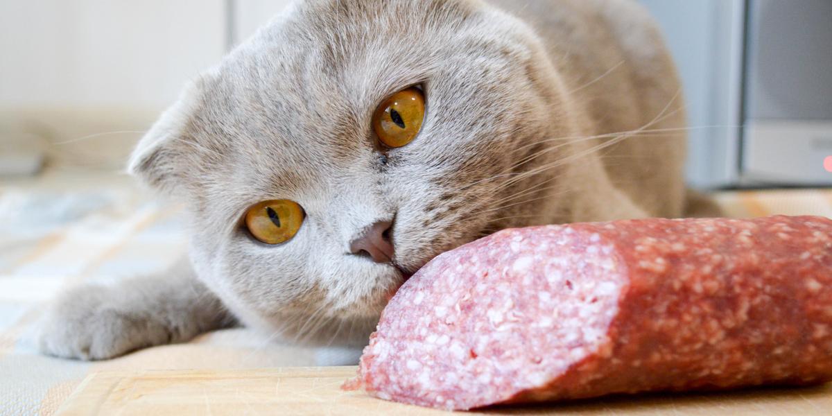 Cuestionando la posibilidad de que los gatos coman salami, una imagen que resalta una pregunta común sobre las dietas felinas.