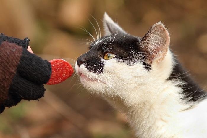 Un gato curioso se topa con una rebanada de salami, lo que despierta su interés por alimentos inusuales.