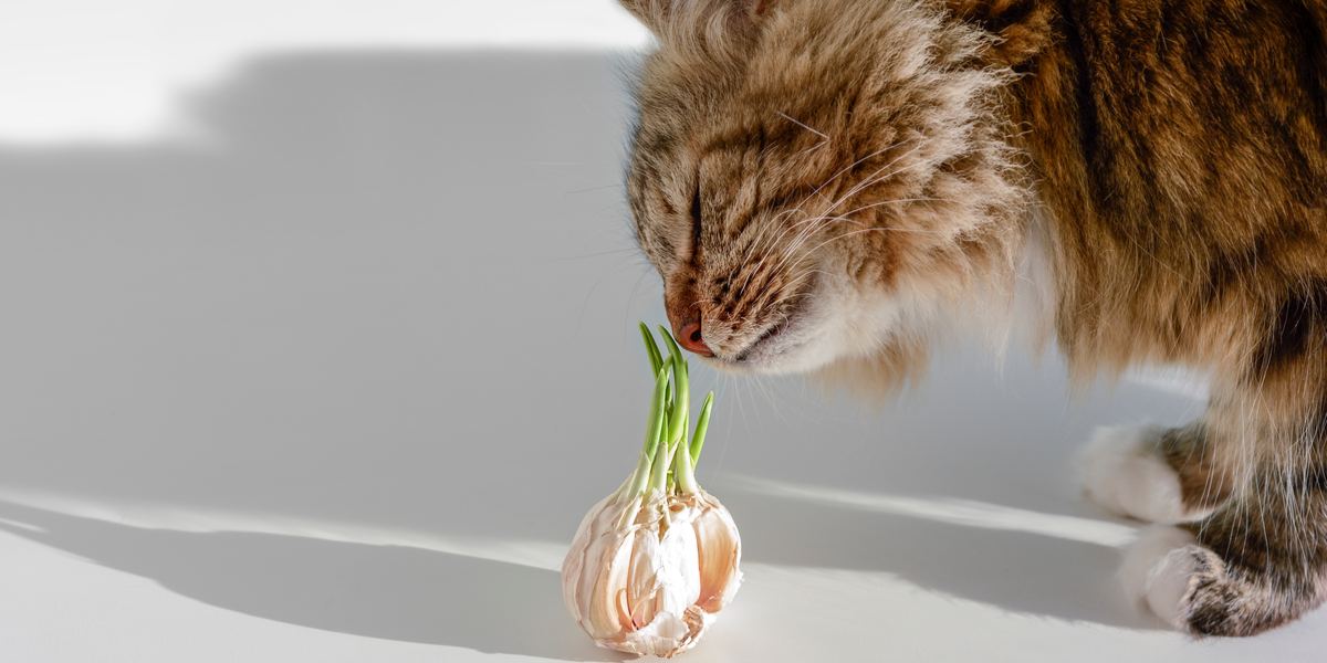 Imagen que captura a un gato cerca del ajo, llamando la atención sobre los posibles peligros del ajo para los felinos.