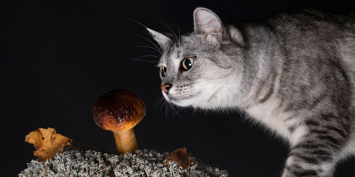 Una imagen que muestra un gato y un hongo, lo que genera inquietud sobre los posibles peligros de ciertos hongos para la salud felina.