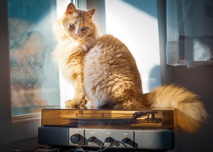 Una imagen artística que muestra un gato junto a un tocadiscos.