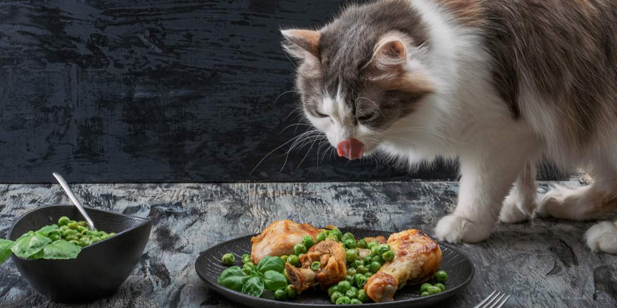 Gato satisfecho saboreando una comida de pavo.