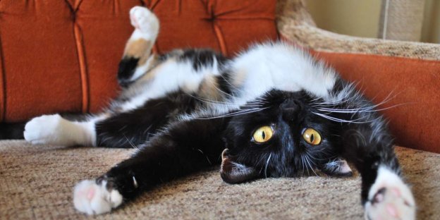 200 nombres de gatos en blanco y negro con significado