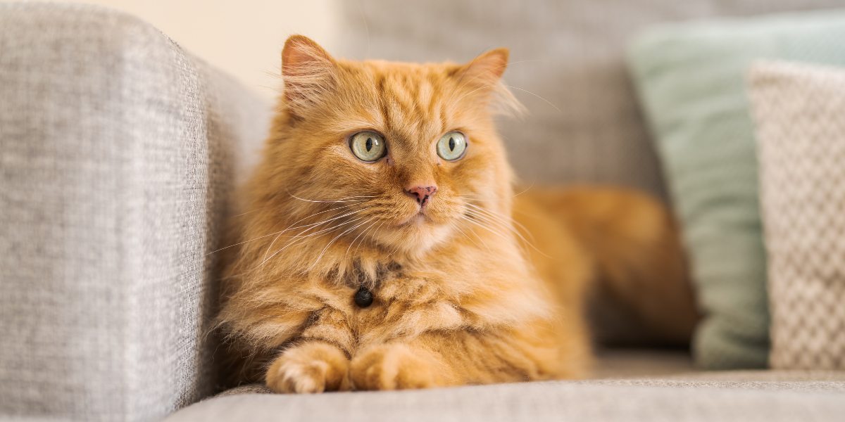 Una imagen que representa el problema del olor a orina de gato, subrayando la importancia de abordar hábitos adecuados en el uso de la caja de arena y mantener un entorno de vida limpio y sin olores.