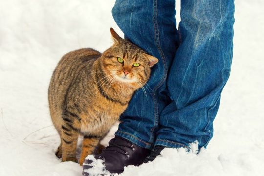 ¿Qué significa cuando un gato se frota contra ti?