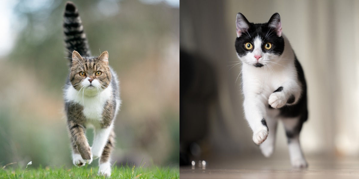 Imagen llena de acción que captura a un gato en plena carrera.