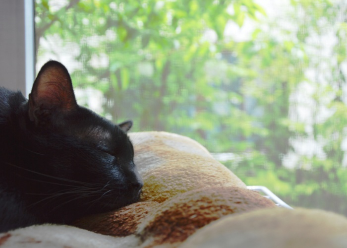 gato durmiendo en una cama