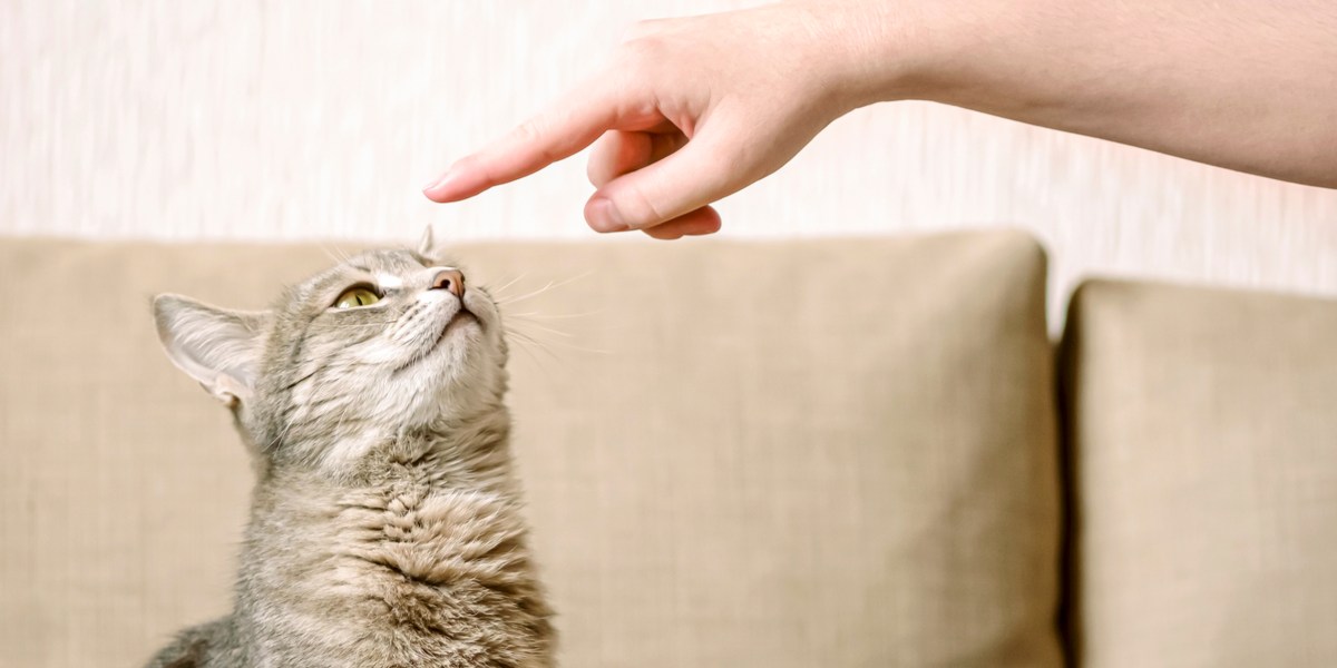 Imagen que retrata el entrenamiento de un gato en proceso.