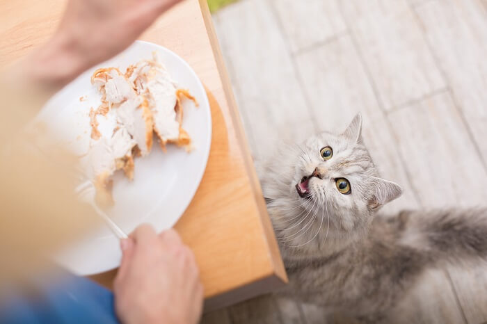 Gato contento con una pata de pavo, disfrutando de un sabroso banquete felino.