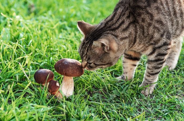 Una imagen que muestra un gato cerca de hongos, lo que resalta la importancia de tener cuidado con los tipos de hongos presentes en el entorno de un gato.