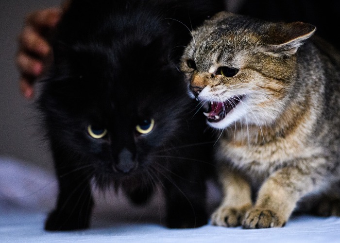 Una imagen que captura un momento tenso entre dos gatos enojados.