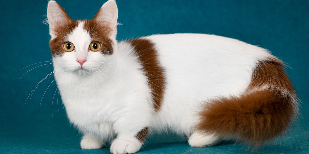 Imagen de un gato enano, una raza conocida por su pequeño tamaño y características únicas, sentado encantadoramente y captando la atención con su apariencia entrañable.