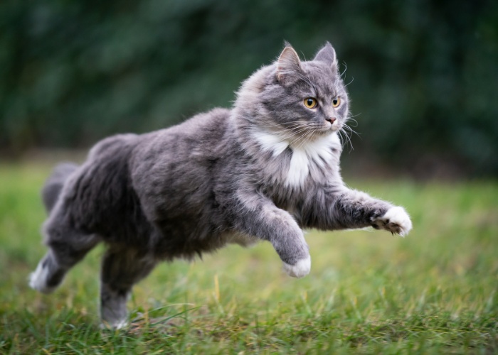 Gato gris en una carrera animada.