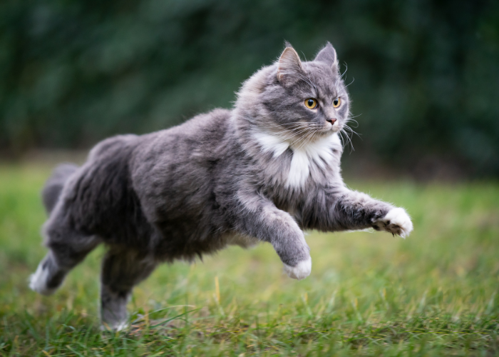 gato corriendo en el jardin