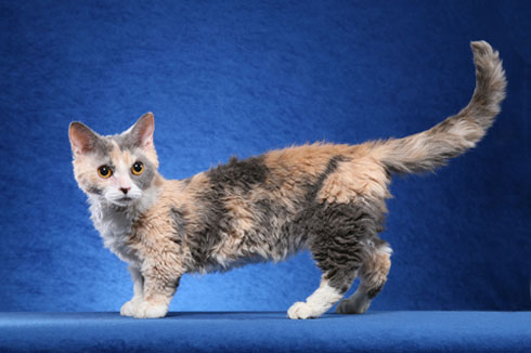 Imagen de un gato Lambkin, una raza conocida por su combinación única de falta de pelo y enanismo, sentado de manera encantadora y captando la atención con su apariencia encantadora.