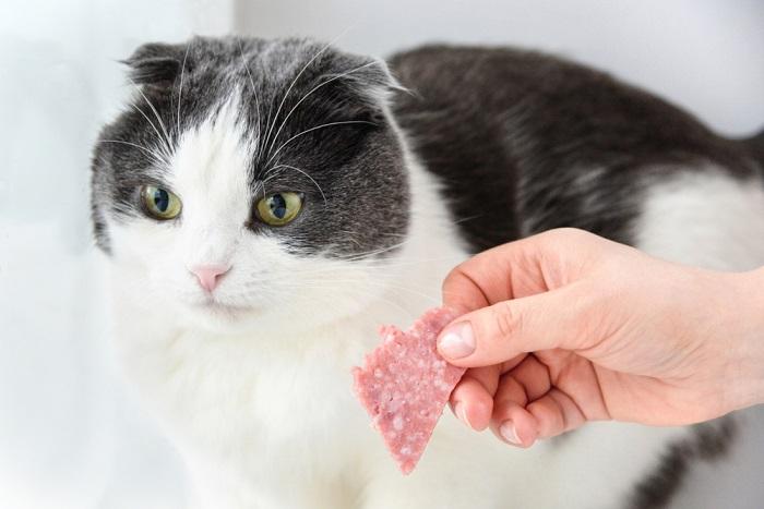 Ilustra los peligros potenciales que implica el consumo de salami para los gatos y enfatiza las precauciones dietéticas importantes.