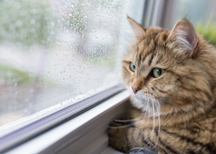 Gato mirando tristemente por una ventana