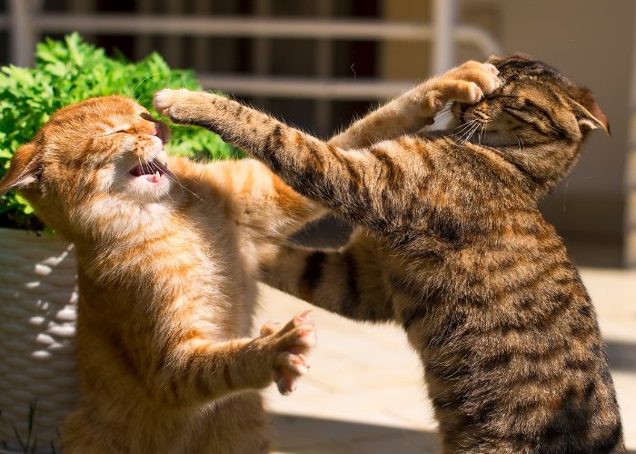 Dos gatos atigrados se involucraron en una pelea juguetona.