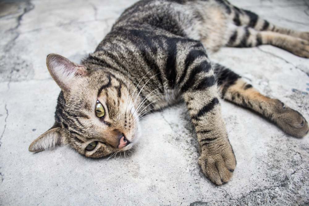 Gato bobtail americano tumbado