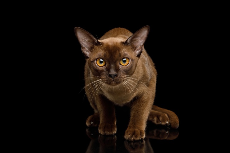 Una imagen que muestra el encanto de un gato birmano, conocido por su pelaje suave y sus ojos cautivadores y conmovedores.