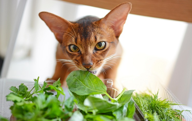 Imagen cautivadora de un gato disfrutando de un mordisco de hojas de albahaca.