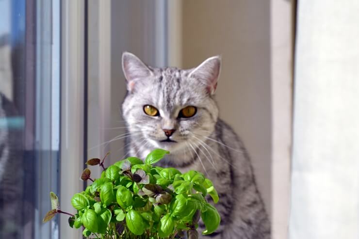 Compañero felino con una ramita de albahaca