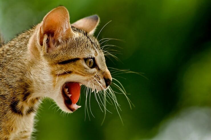 Una imagen que retrata a un gato emitiendo un gruñido, mostrando una postura defensiva y agresiva.