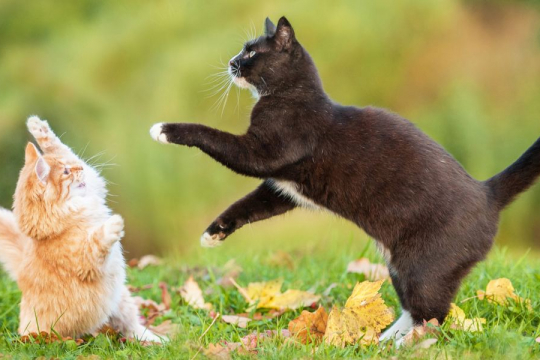 ¿Cómo ayudar a los gatos a llevarse bien?