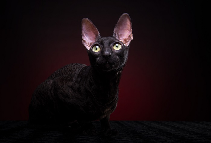 Gato Cornish Rex con su característico pelaje ondulado y ojos expresivos, que captura la apariencia distintiva de la raza y la personalidad vivaz que la distingue en el mundo de los compañeros felinos.