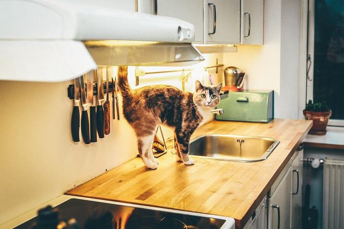 Gato enérgico y alegre, irradia emoción y felicidad en su entorno.