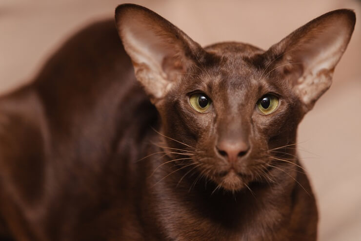 Imagen de un gato oriental de pelo corto, conocido por su cuerpo elegante y orejas grandes, sentado con gracia y exudando un aire de sofisticación y elegancia.