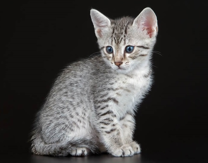 ¿Por qué los gatos atigrados tienen una "M" en la frente?