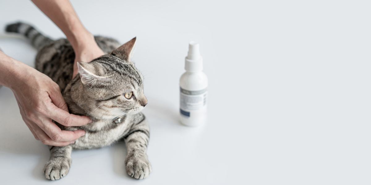 Una persona está acariciando a un gato con una botella de spray.