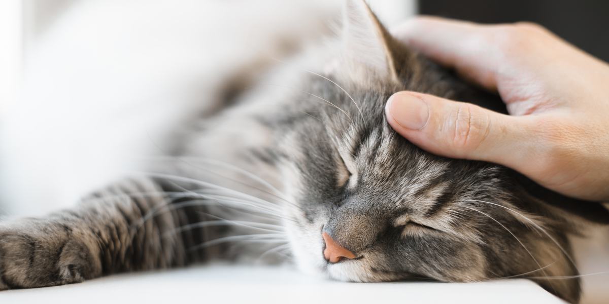 Gato sereno y tranquilo descansando pacíficamente, exudando una sensación de calma y relajación en su entorno.