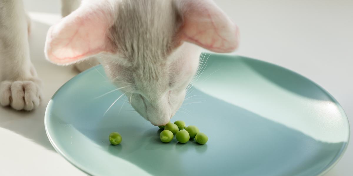 Imagen que muestra un gato y frijoles, que muestra la interacción lúdica de un felino con los frijoles.