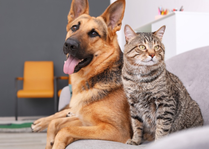 Un gato y un perro coexistiendo pacíficamente en un sofá, mostrando una compañía interespecies armoniosa y relajación.