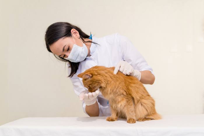 Imagen de un gato al que su dueño le administra un medicamento, lo que resalta la importancia del cuidado y el tratamiento médico adecuados para las mascotas.