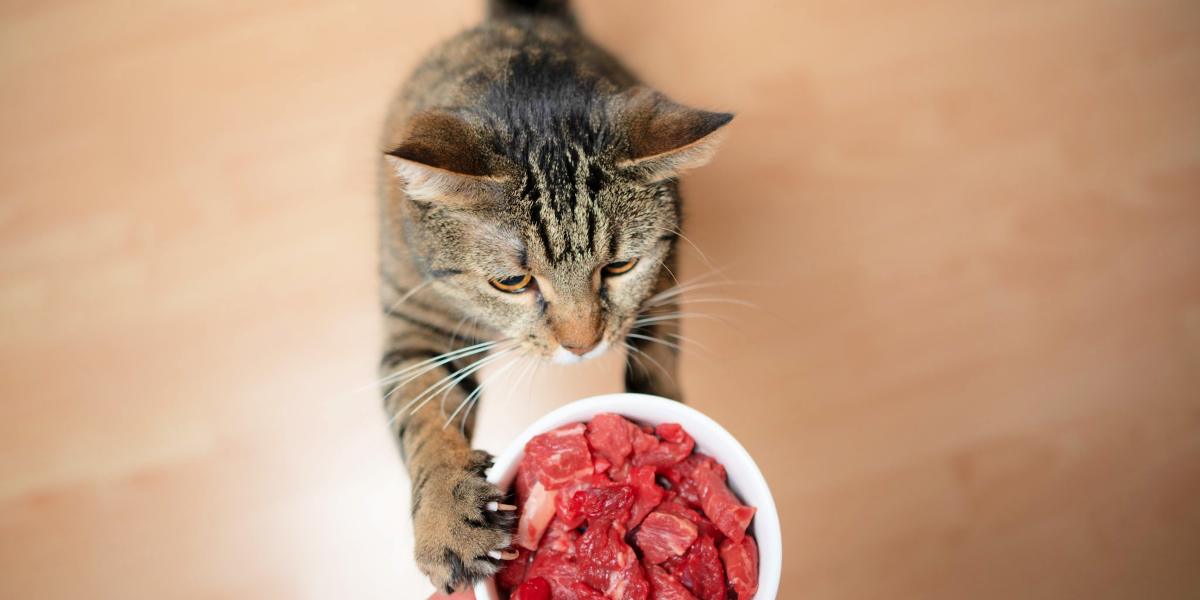 Un gato curioso se topa con carne cruda, lo que genera intriga sobre las dietas primitivas.