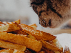 An adorable orange tabby cat curiously sniffs a cooked sweet potato, displaying a heartwarming interaction between feline curiosity and a healthy food item.