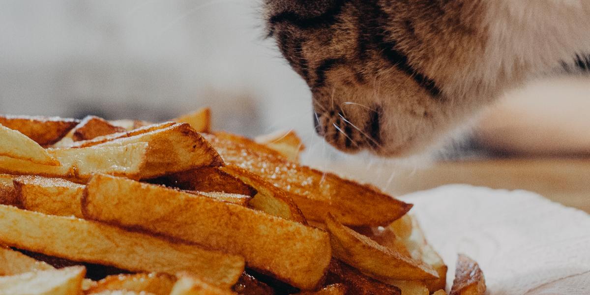 Un adorable gato atigrado naranja huele con curiosidad una batata cocida, mostrando una interacción conmovedora entre la curiosidad felina y un alimento saludable.