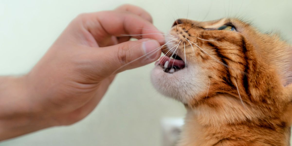 Una imagen atractiva que muestra un gato con una variedad de golosinas.