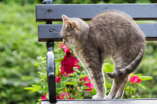 ¿Por qué los gatos arquean la espalda? Las 8 razones principales