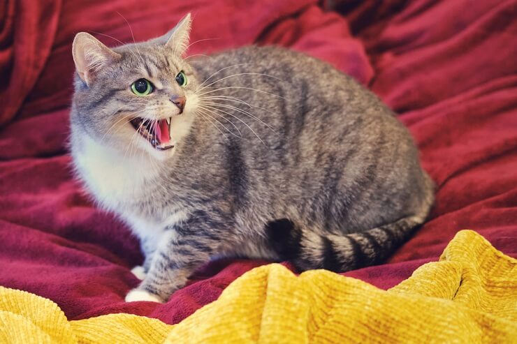 Un gato gruñendo, expresando signos de agresión o comportamiento territorial.