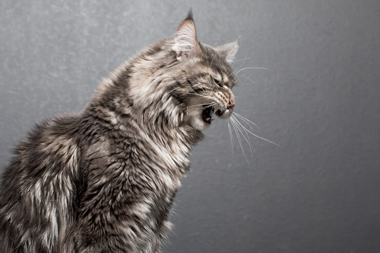 Un gato gris de aspecto tenso que muestra los dientes y gruñe, mostrando signos de agitación o actitud defensiva, posiblemente sin una razón aparente.