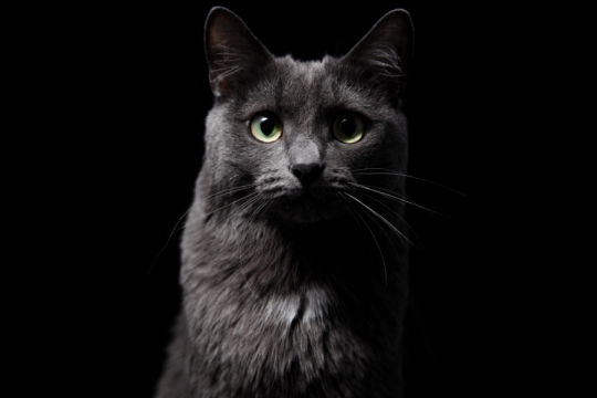 ¿Los gatos pueden ver en la oscuridad?